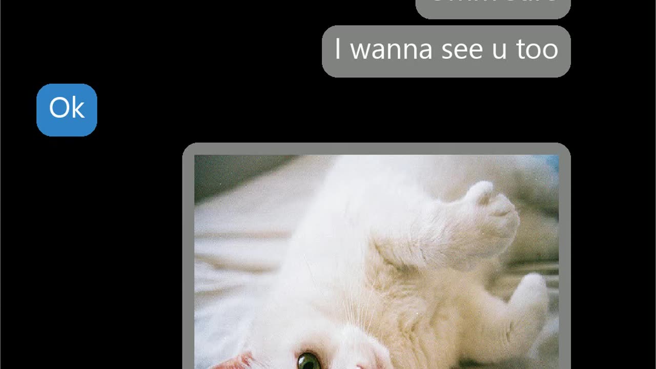 Pictures swapped with cats