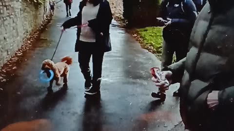 Morning walk ,trampling the dead, abusing animals and humans on the way