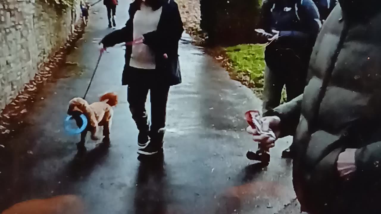 Morning walk ,trampling the dead, abusing animals and humans on the way