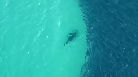 Shark Eating Fish