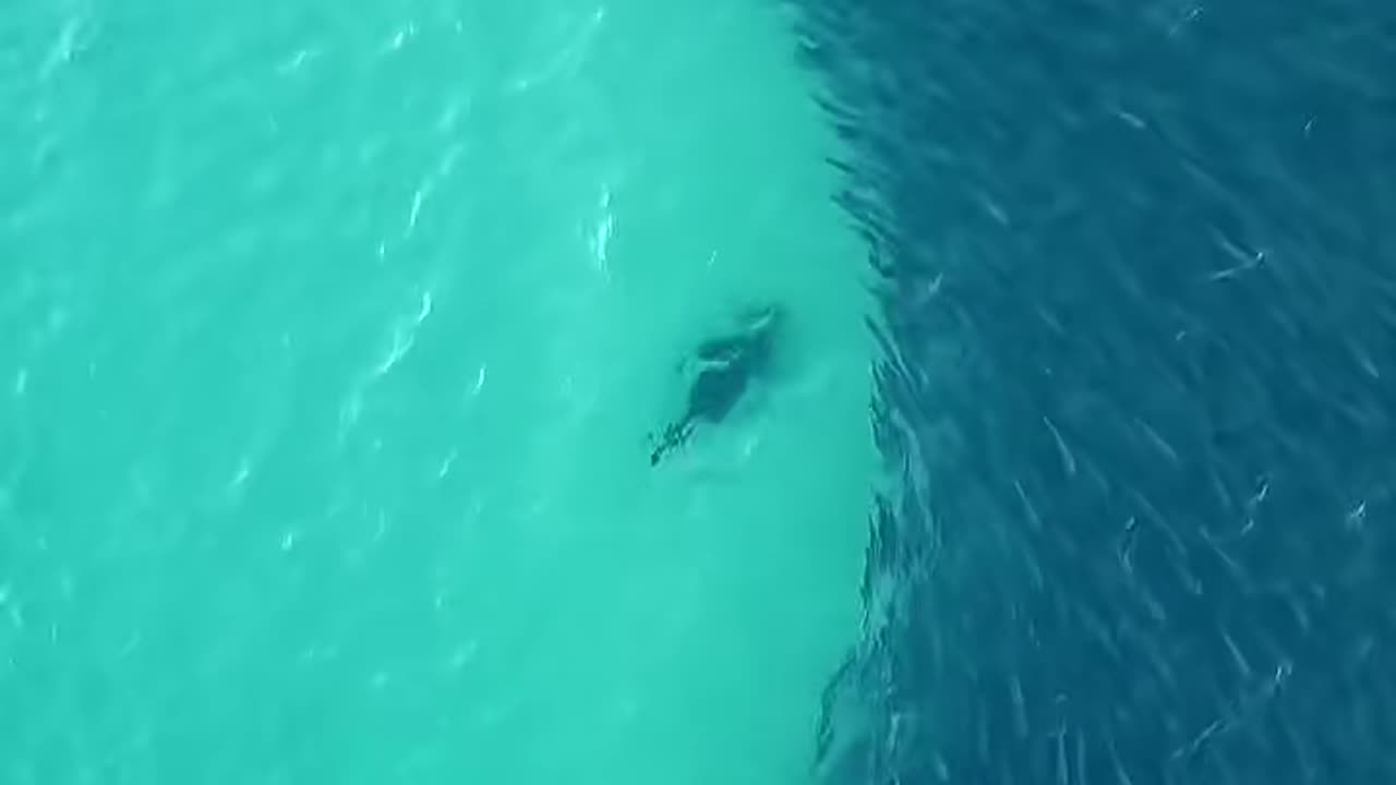 Shark Eating Fish