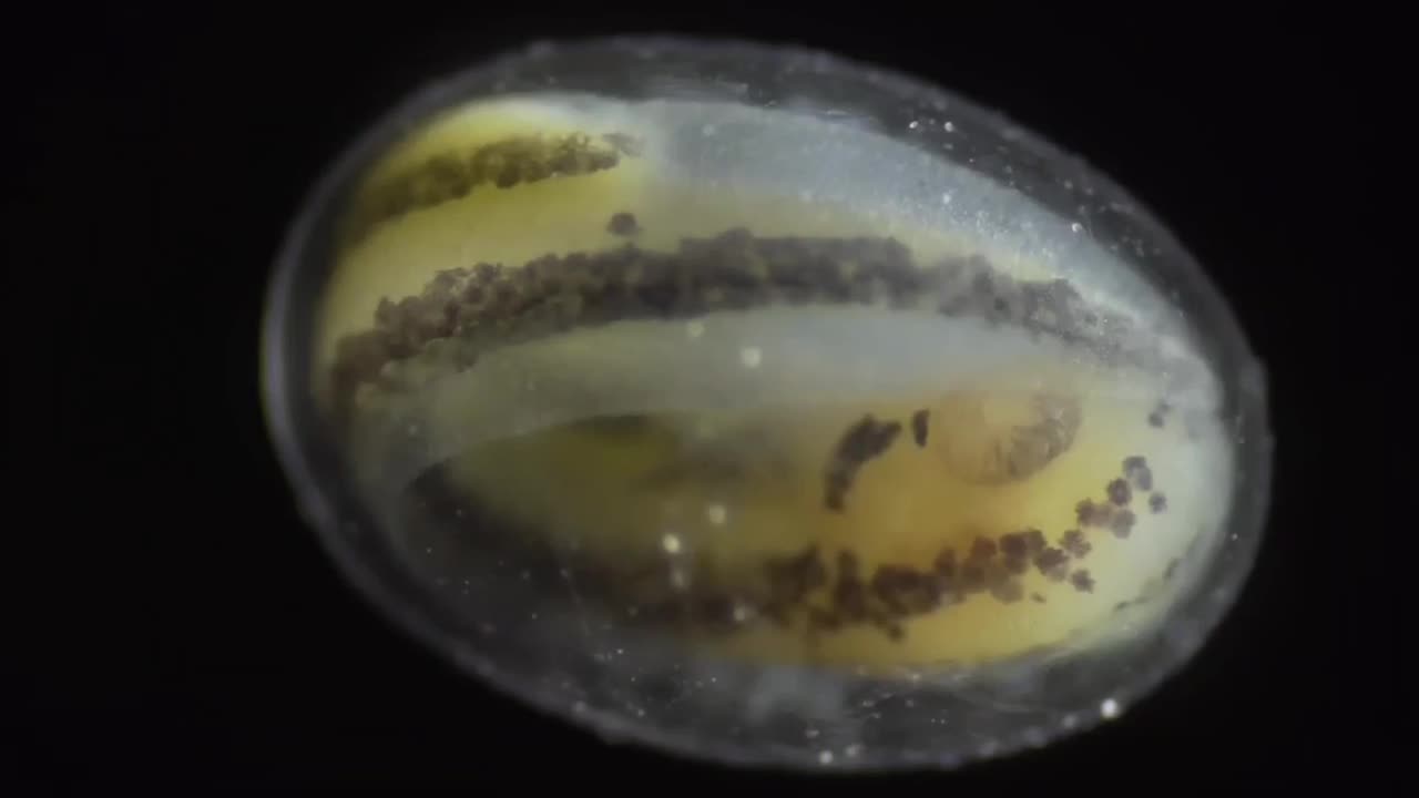 🧠🤯 Time-Lapse of Salamander Growing From a Single Cell! | FeedMyCuriosity