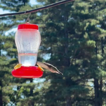 Humming Bird at feeder