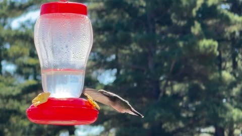 Humming Bird at feeder
