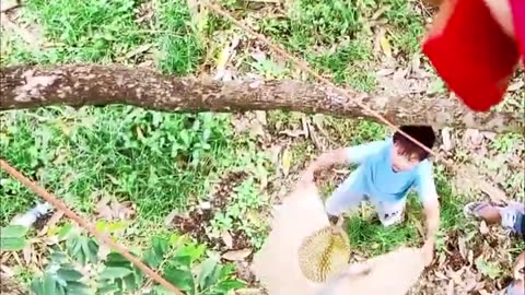 -Harvesting Durian Fruit - Porter Farm #107 #Harvesting #DurianFruit #SurvivalSkills