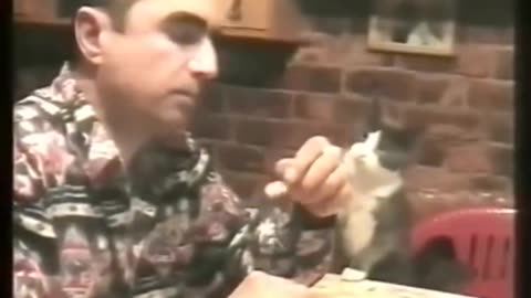 Cat speaking sign language