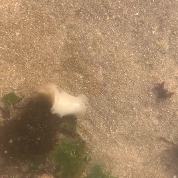 A strange Ocean creature!