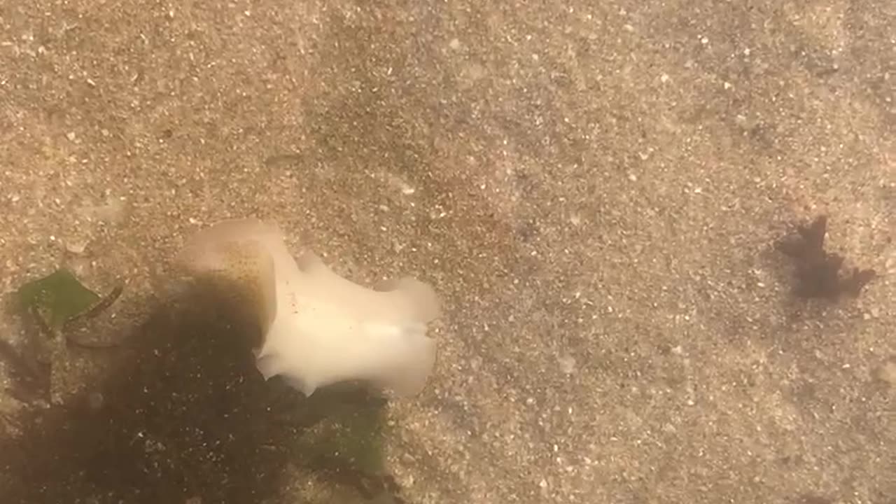 A strange Ocean creature!