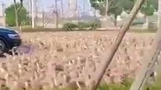 🦆🤯 Our Duck People Need Every Single One of Us!!! | FunFM