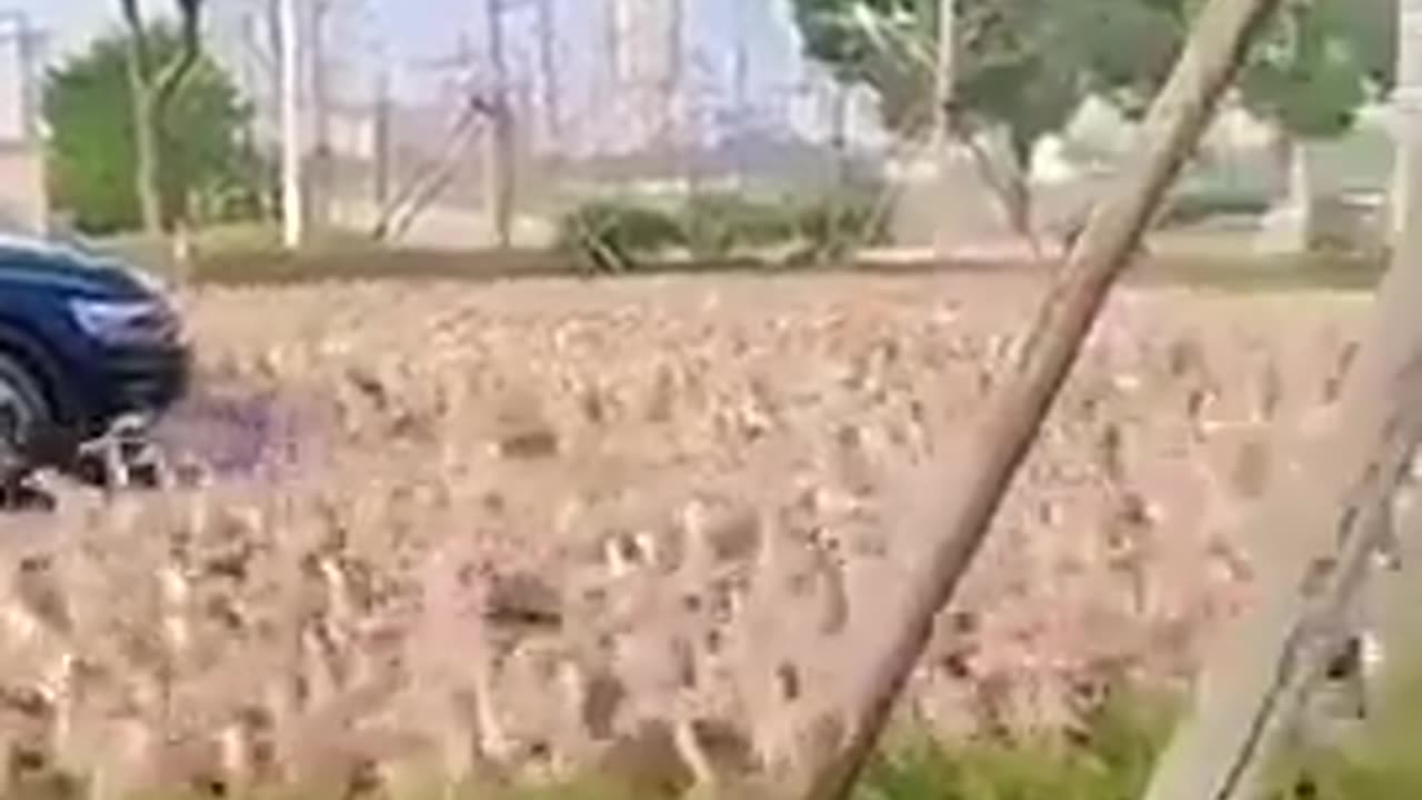 🦆🤯 Our Duck People Need Every Single One of Us!!! | FunFM