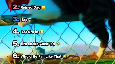 Ranking Funniest Cat Moments