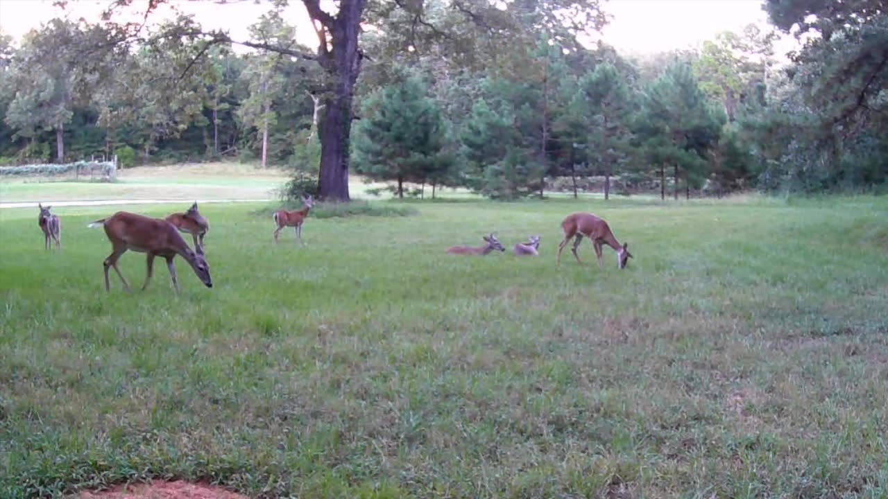 Texas Night Hogs & Deer Weekly 08/23/25