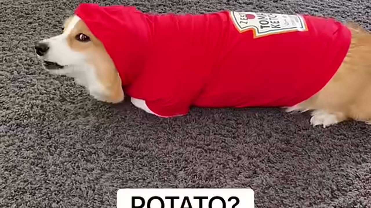 Talking Dog