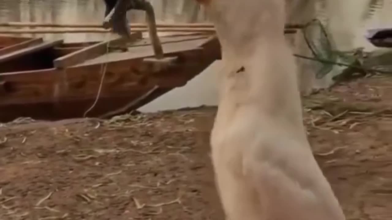 Is this funny?