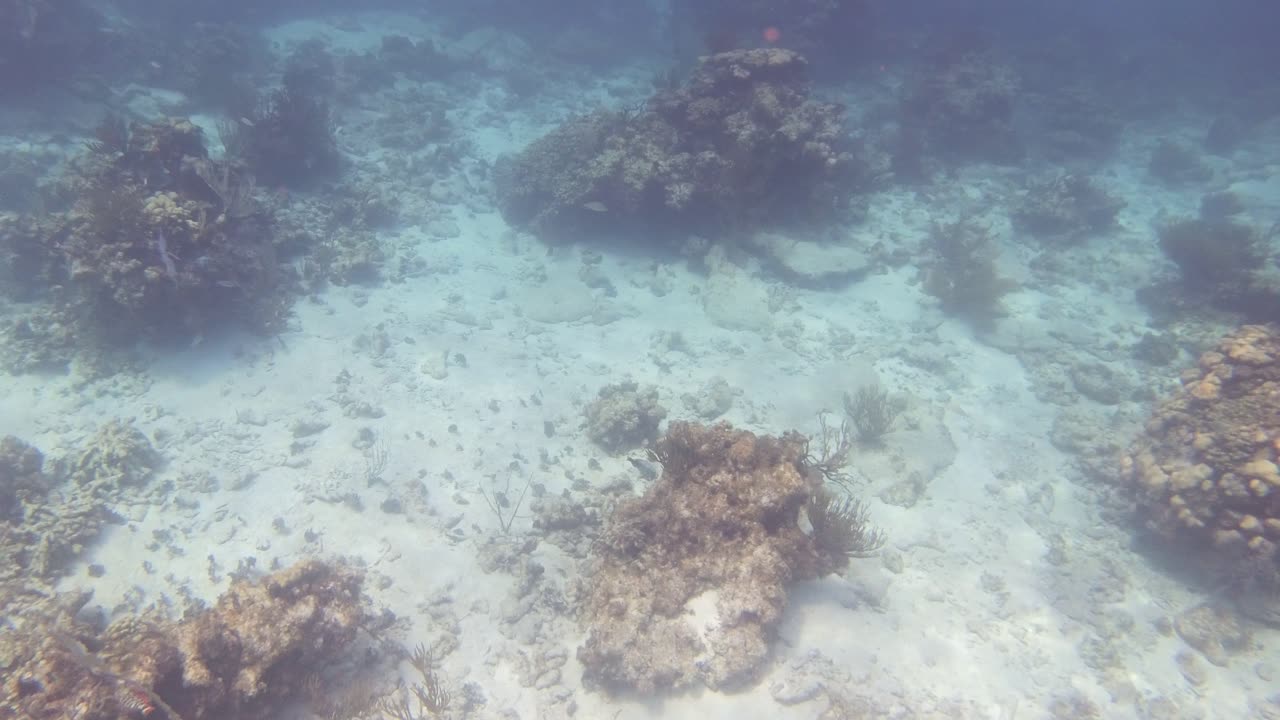 Swimming with Sergeant Major fish in Grand Cayman
