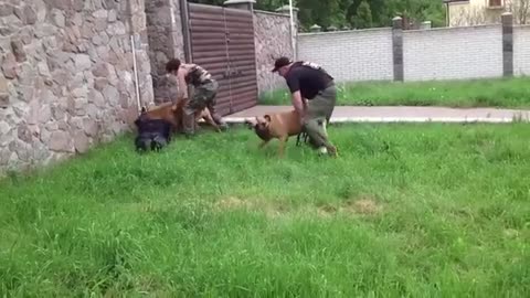 Boss & Dogs