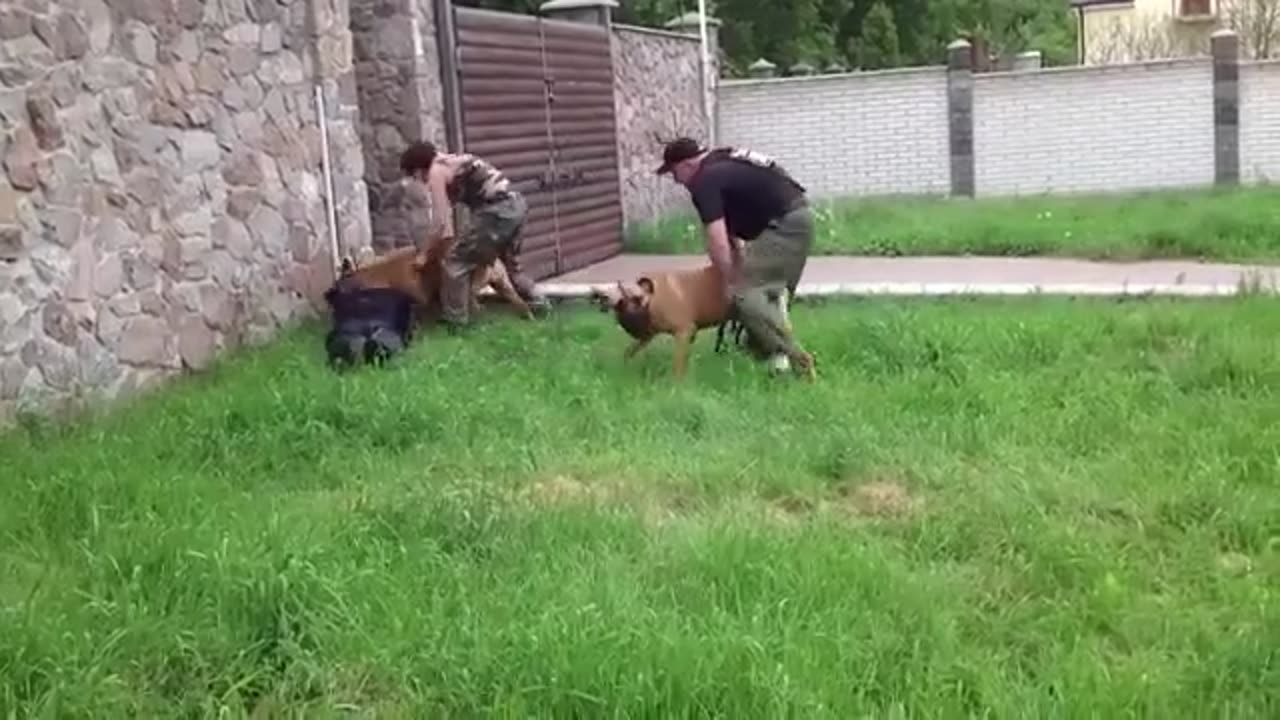Boss & Dogs
