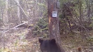 Un oso ‘baila’ junto a un árbol en una reserva natural rusa