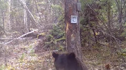 Un oso ‘baila’ junto a un árbol en una reserva natural rusa