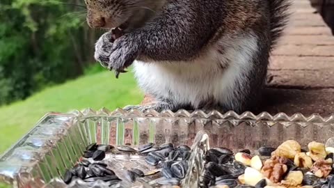 Mika The Squirrel and her sweet beautiful face