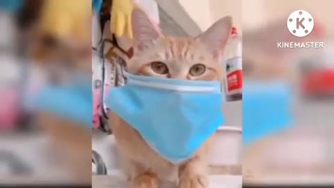 Animal funny video