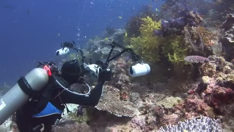Dakuwaqa's Garden - Underwater footage from Fiji