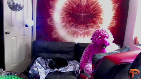 the 丂ignal is str0nk 👽The ₢eature of the Internet ~ PYAH! || deffy.me #vibecoding