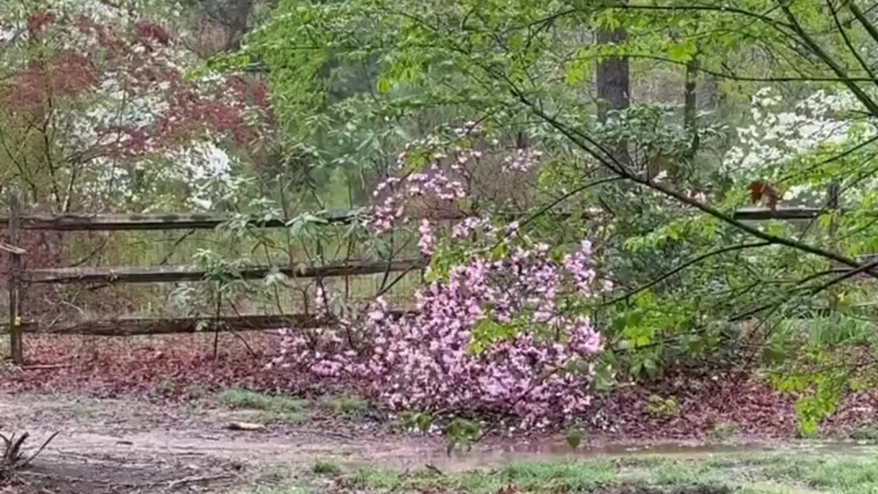 Relax with Tibetan bowls & rain