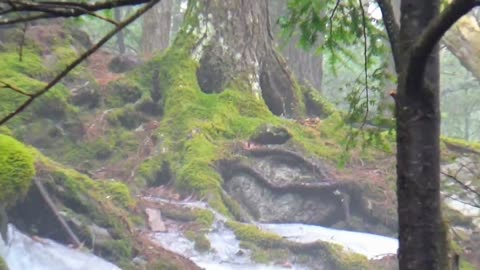 Tree Face