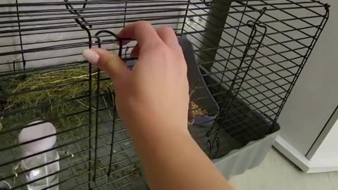 Cat Sam's PLAN to Steal the Rabbit's Home