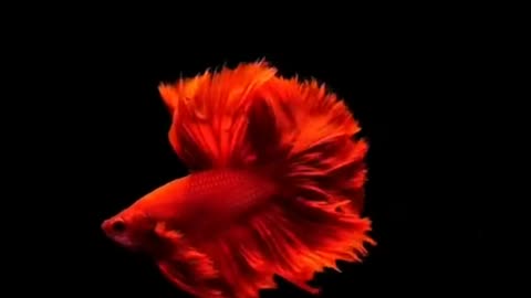 video wallpaper