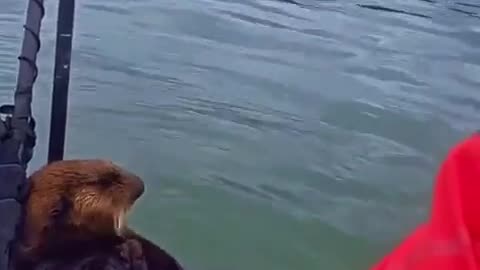😂🦦 Dennis the Otter's Antics Are Unbeatable! | FunFM