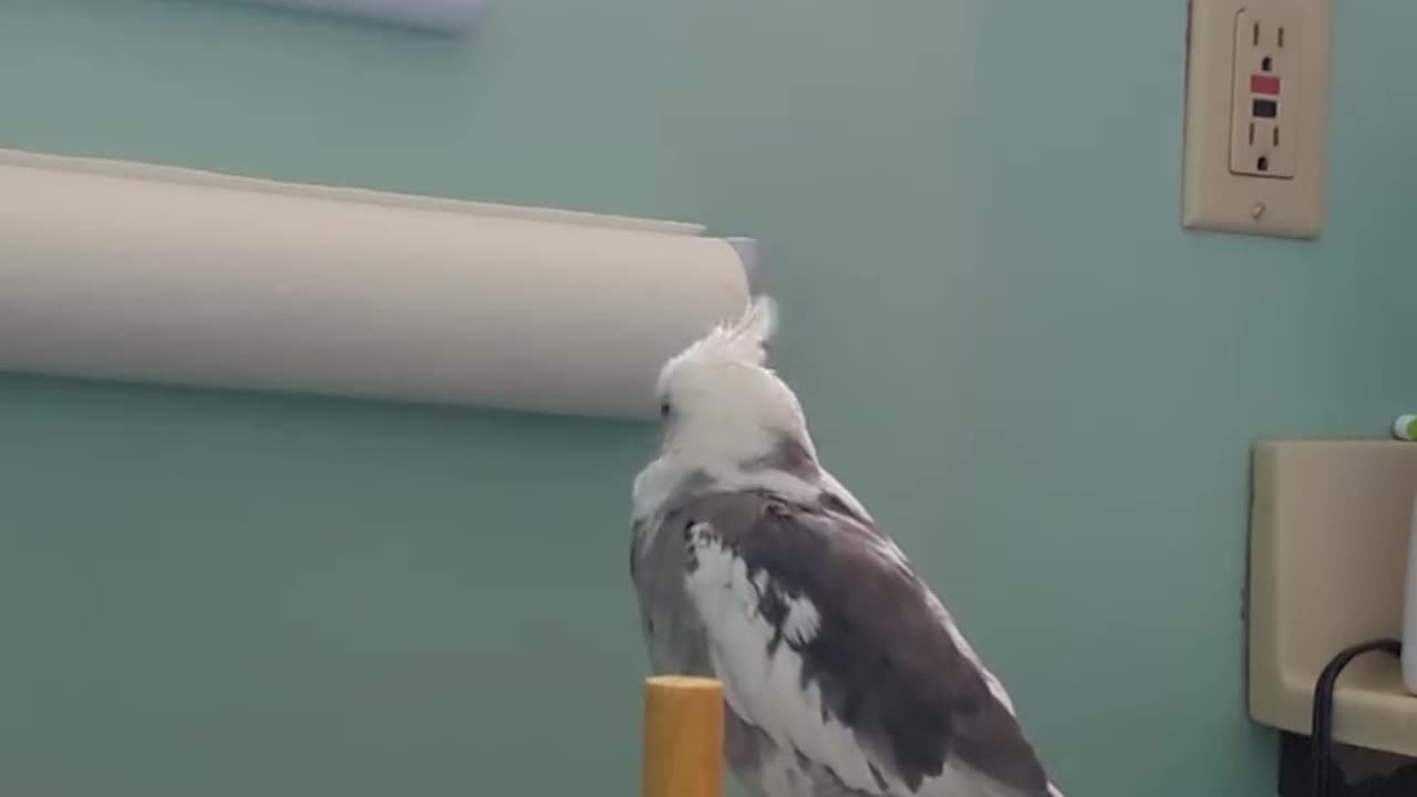 Lord Luka Singing