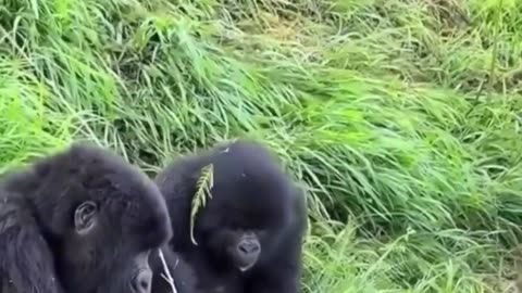 😂🤯 You Won't Believe How This Couple's Fight Unfolds! | FunFM