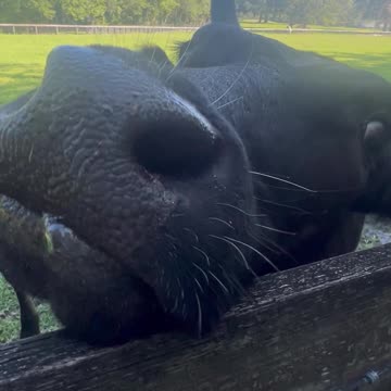 N.atural Grass fed Cows come in closer