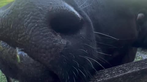 N.atural Grass fed Cows come in closer