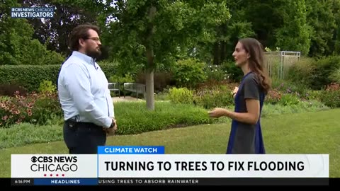 Morton Arboretum turns to trees to fix flooding