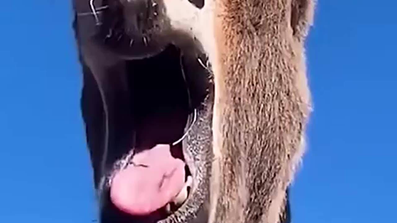 Out of control mules 🤣