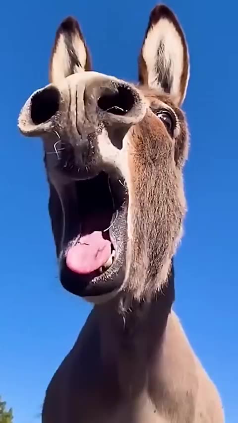 Out of control mules 🤣