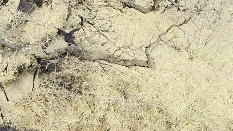 Bighorn Sheep Cross Road and Nearly Hit Car