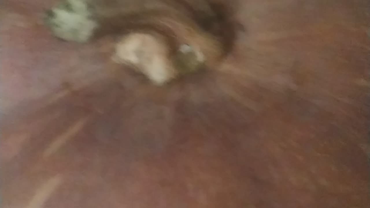 Rumble op fighting with friends
