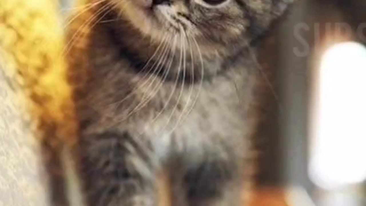 Meow-mazing Fun | Adorable Cats in Action 🎬💖