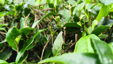 Morning Dew on Tea Leaves 🍃 | Peaceful Nature Video Captured on Camera