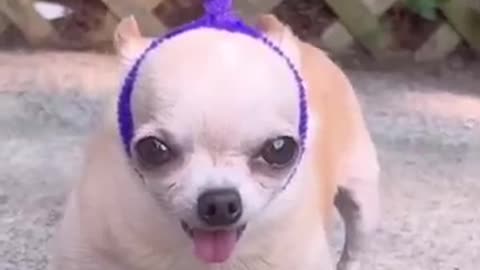 Viral: Puppy’s funny behavior #dogs #dogs#funny
