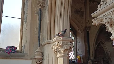 A rainbow pigeon