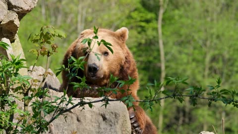 Climate Science: How Global Warming is Pushing Wildlife into Human Territory