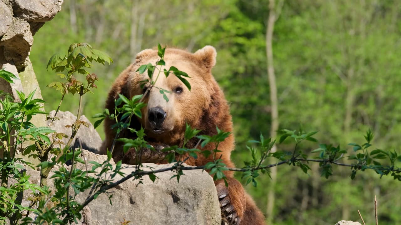 Climate Science: How Global Warming is Pushing Wildlife into Human Territory