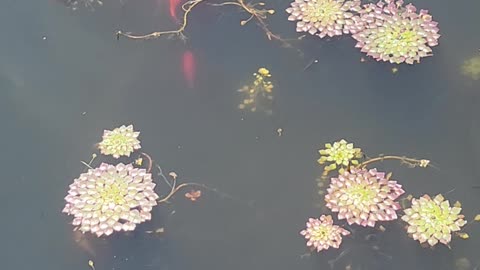 Koi fish