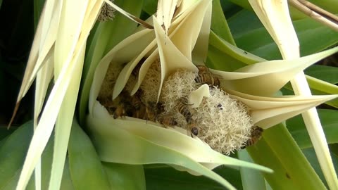 "The Incredible World of Bees! 🐝 Nature’s Tiny Heroes"