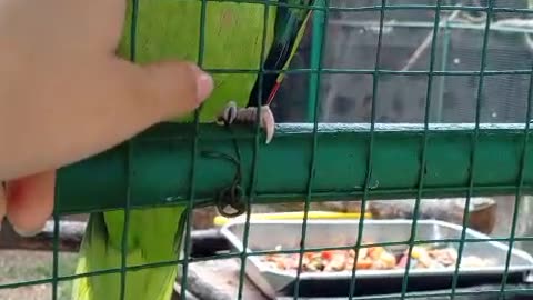 🦜 Giant Amazon Parrot Says "Hello": A Super Friendly Greeting! (Powerful Talking Bird)